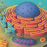 Cytosis: A Cell Biology Board Game