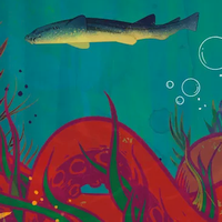 Kelp: Shark vs Octopus