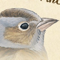 Piepmatz: Little Songbirds