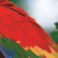 Life of the Amazonia